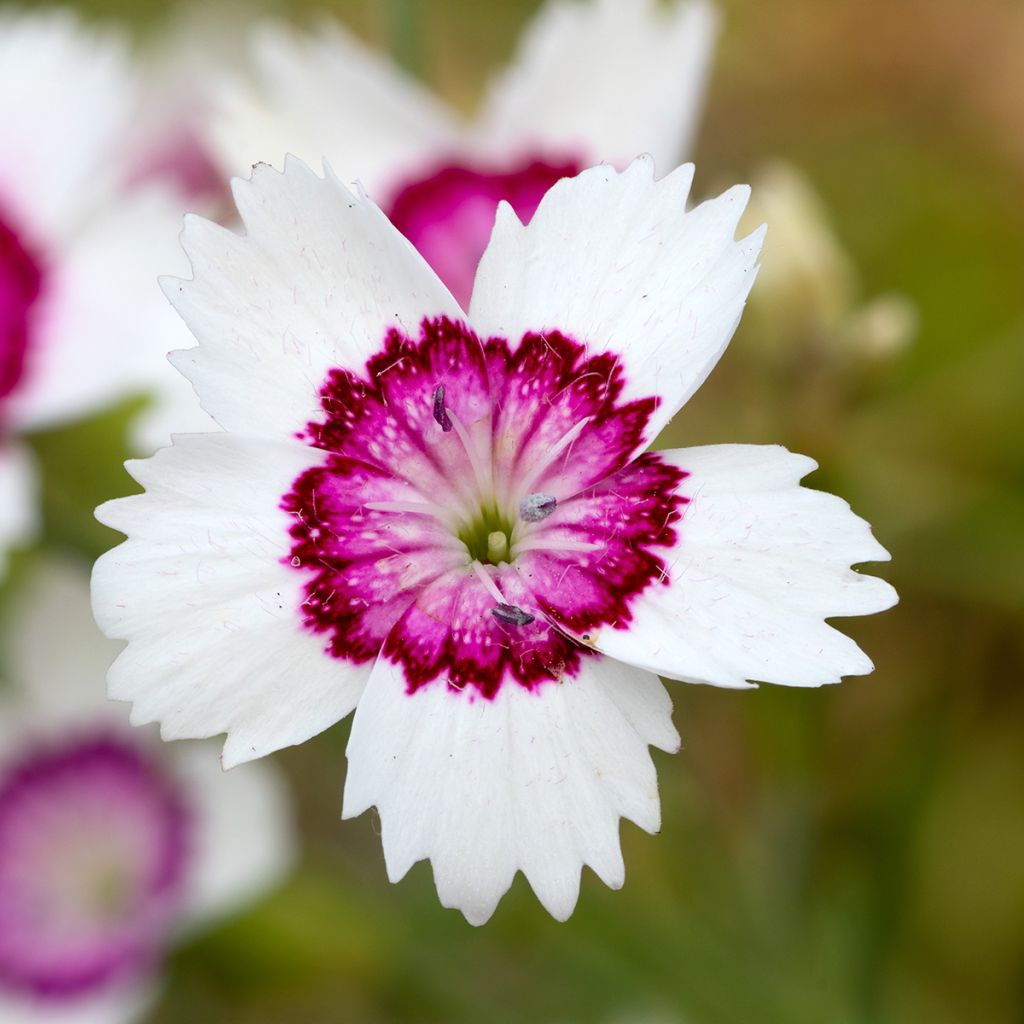 Dianthus deltoides Arctic Fire - Garofanino minore