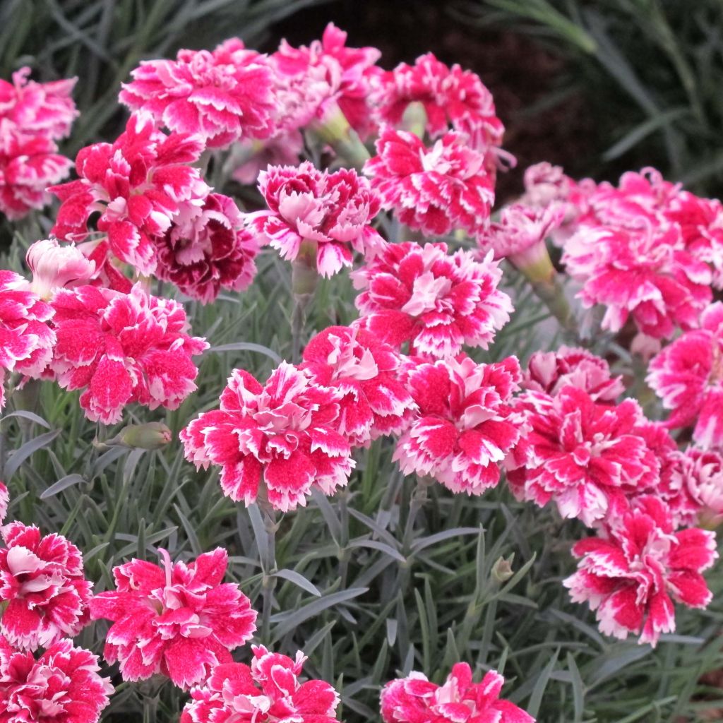 Dianthus gratianopolitanus Whatfield Gem - Garofano di Grenoble