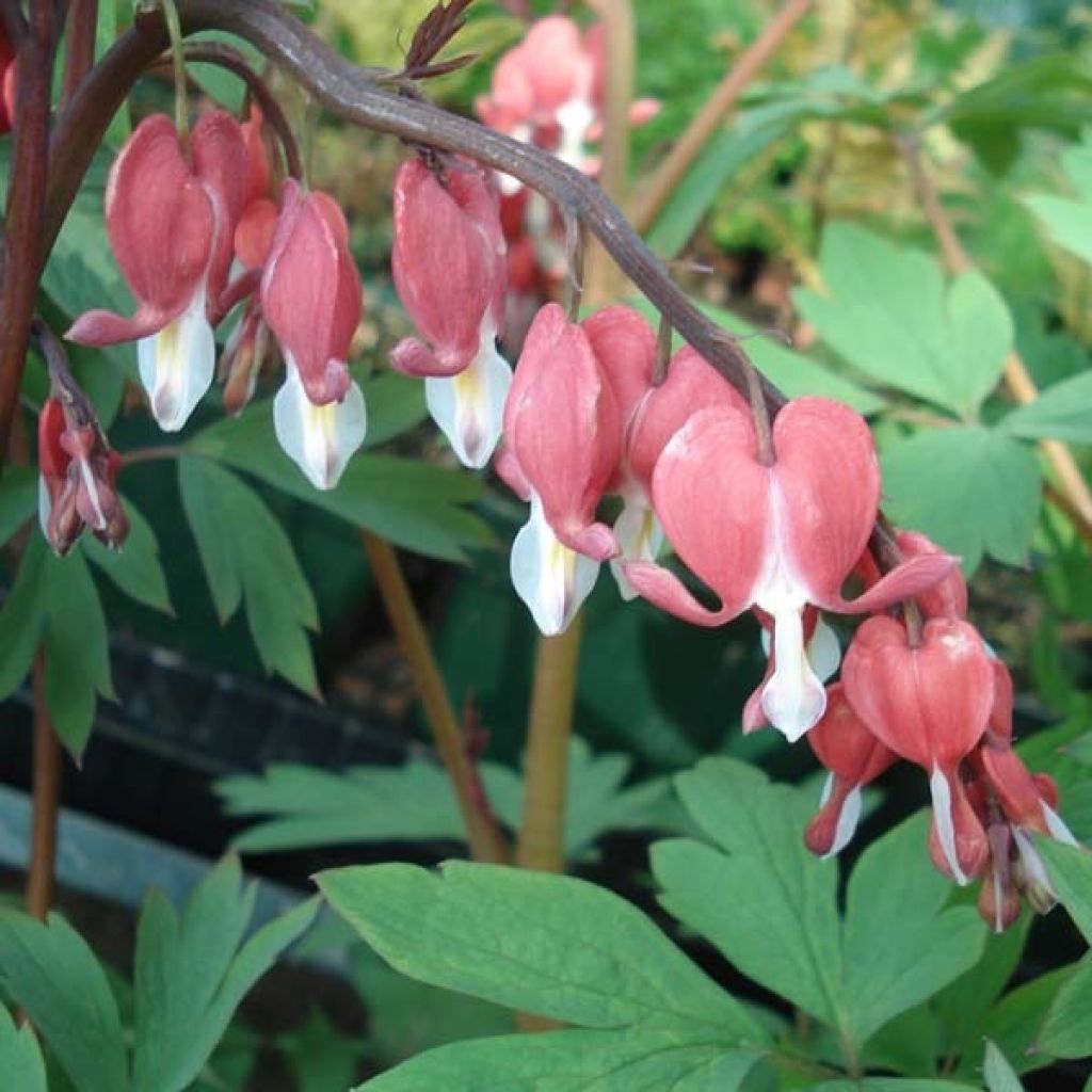 Dicentra spectabilis Valentine - Cuore di Maria