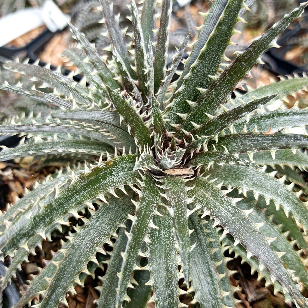 Dyckia Brittle Star