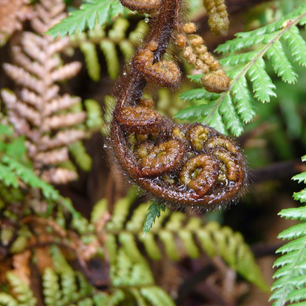 Dicksonia squarrosa - Felce arborea