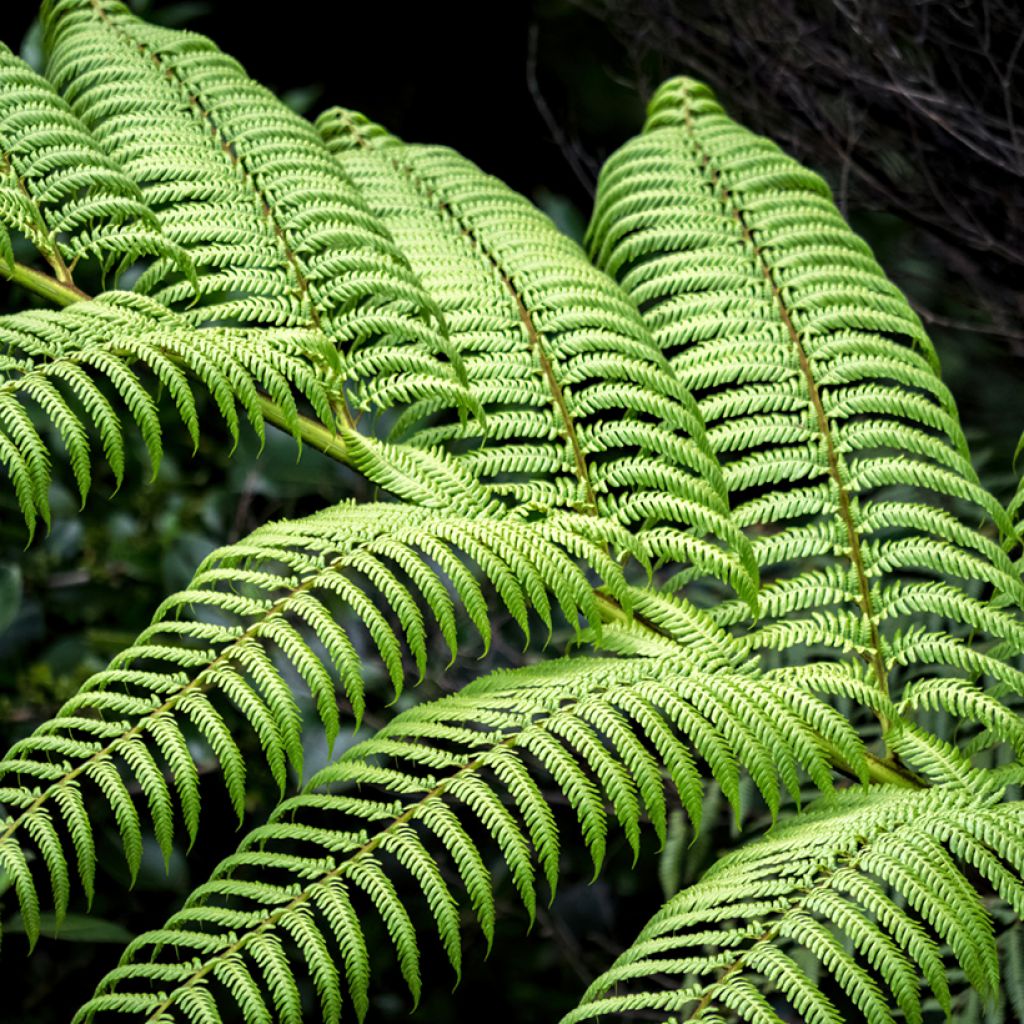 Dicksonia squarrosa - Felce arborea