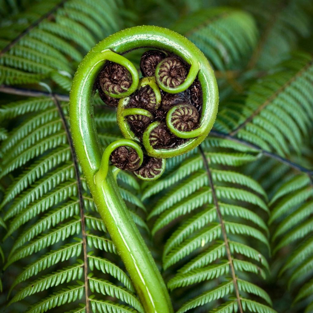 Dicksonia squarrosa - Felce arborea
