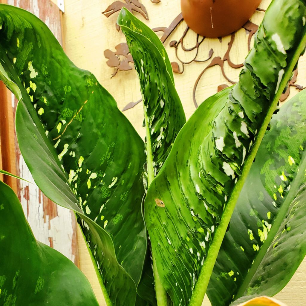Dieffenbachia Crocodile