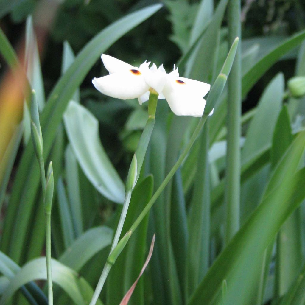 Dietes bicolor