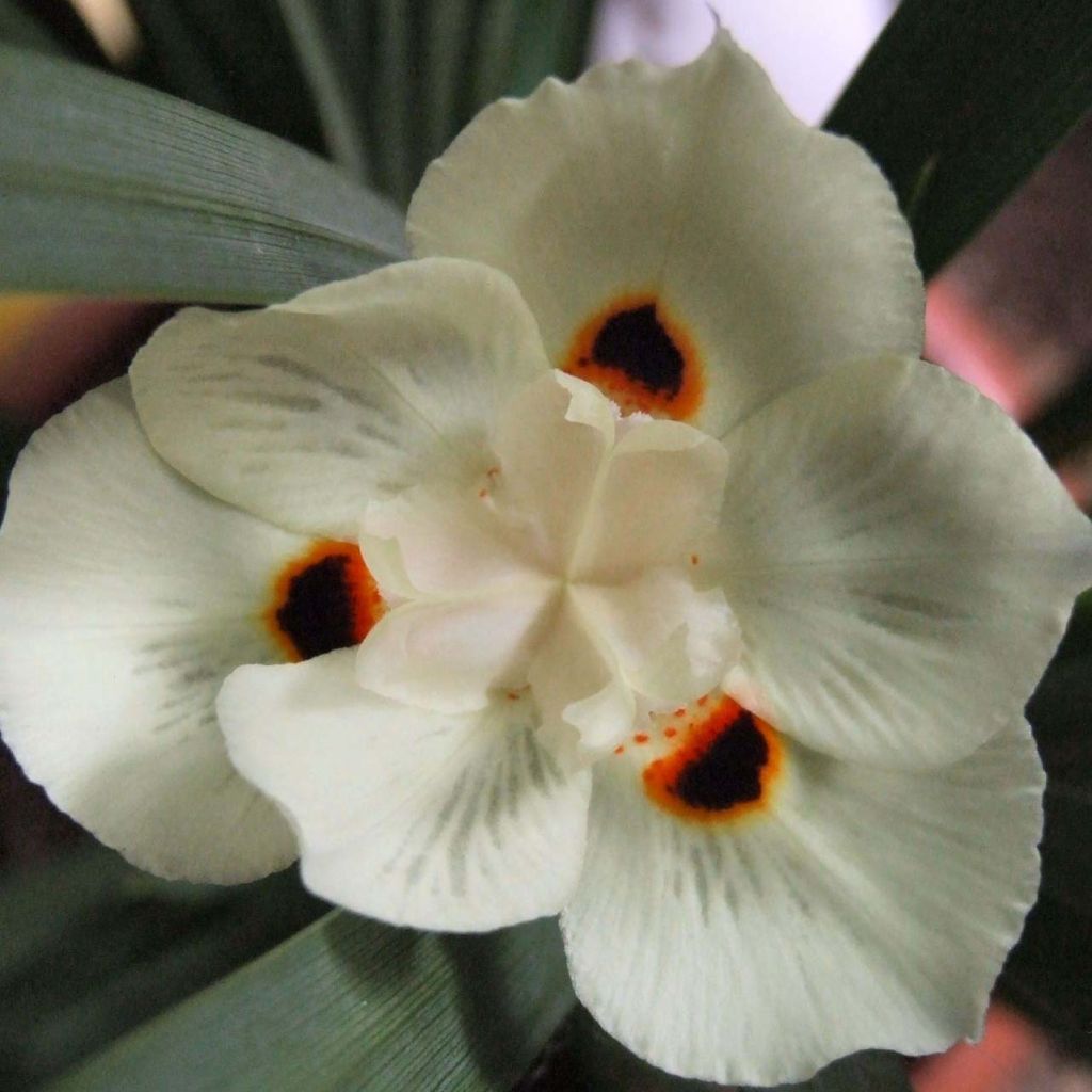Dietes bicolor