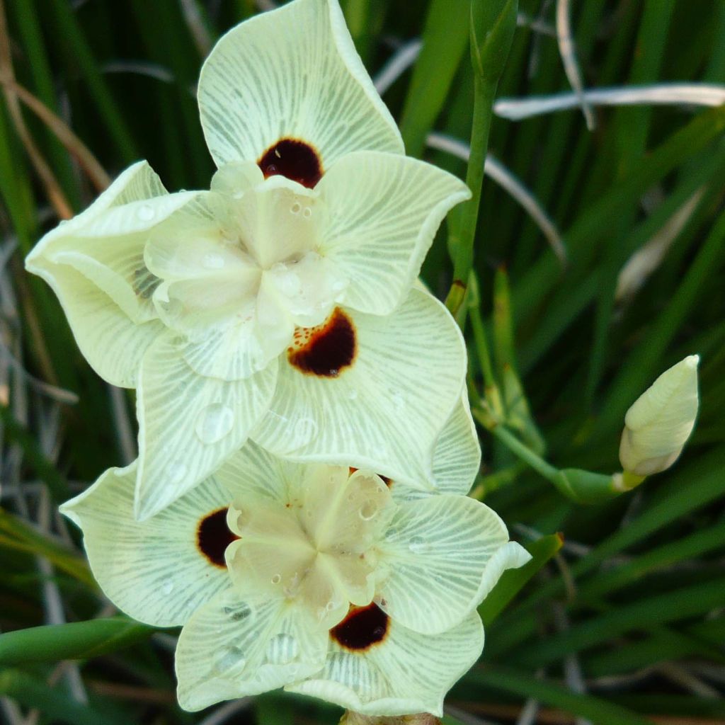 Dietes bicolor
