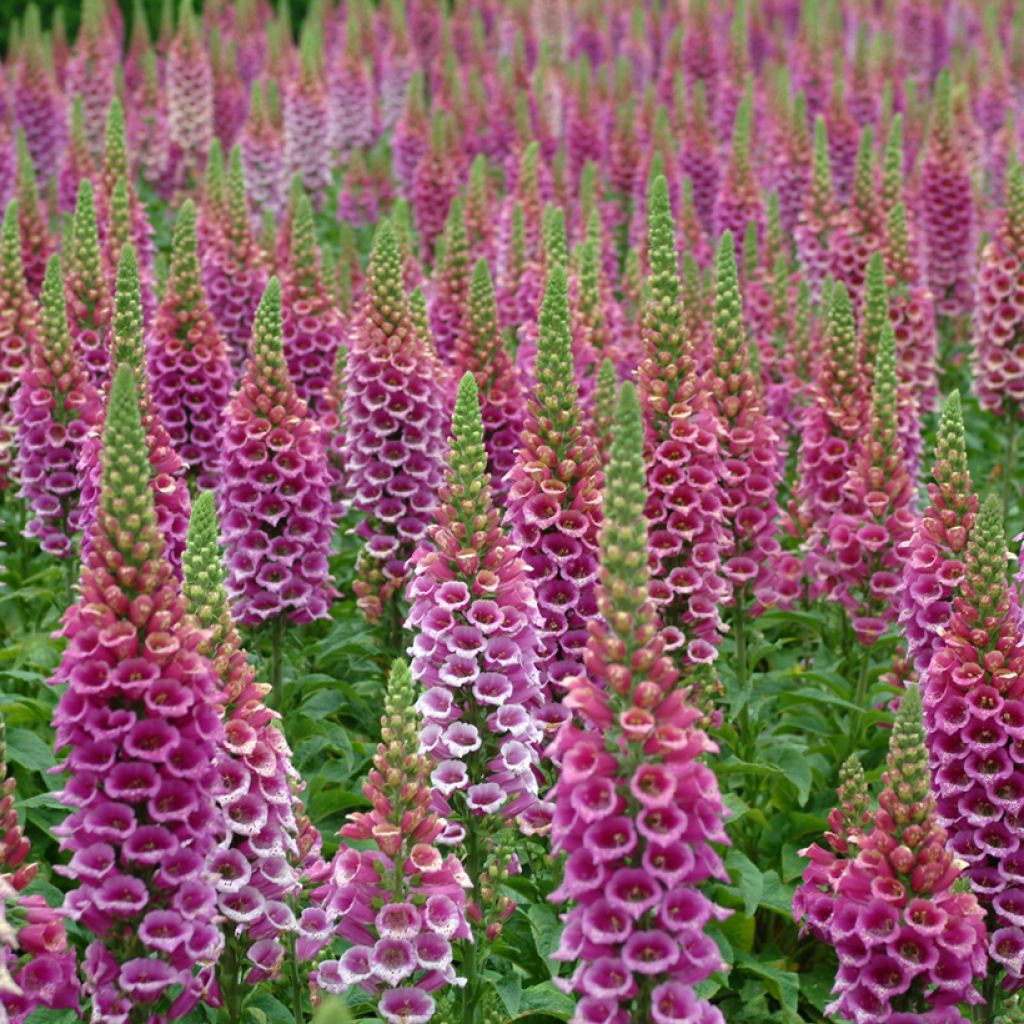 Digitalis purpurea Candy Mountain - Digitale rossa