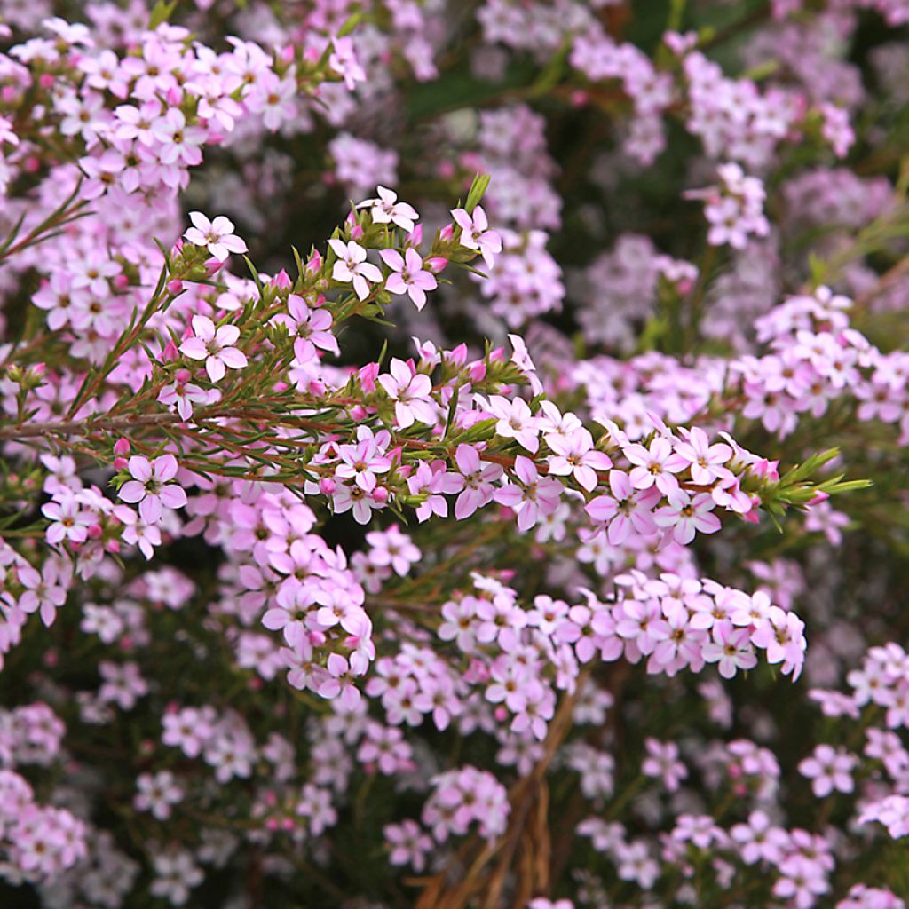 Diosma hirsuta Pink Diamond