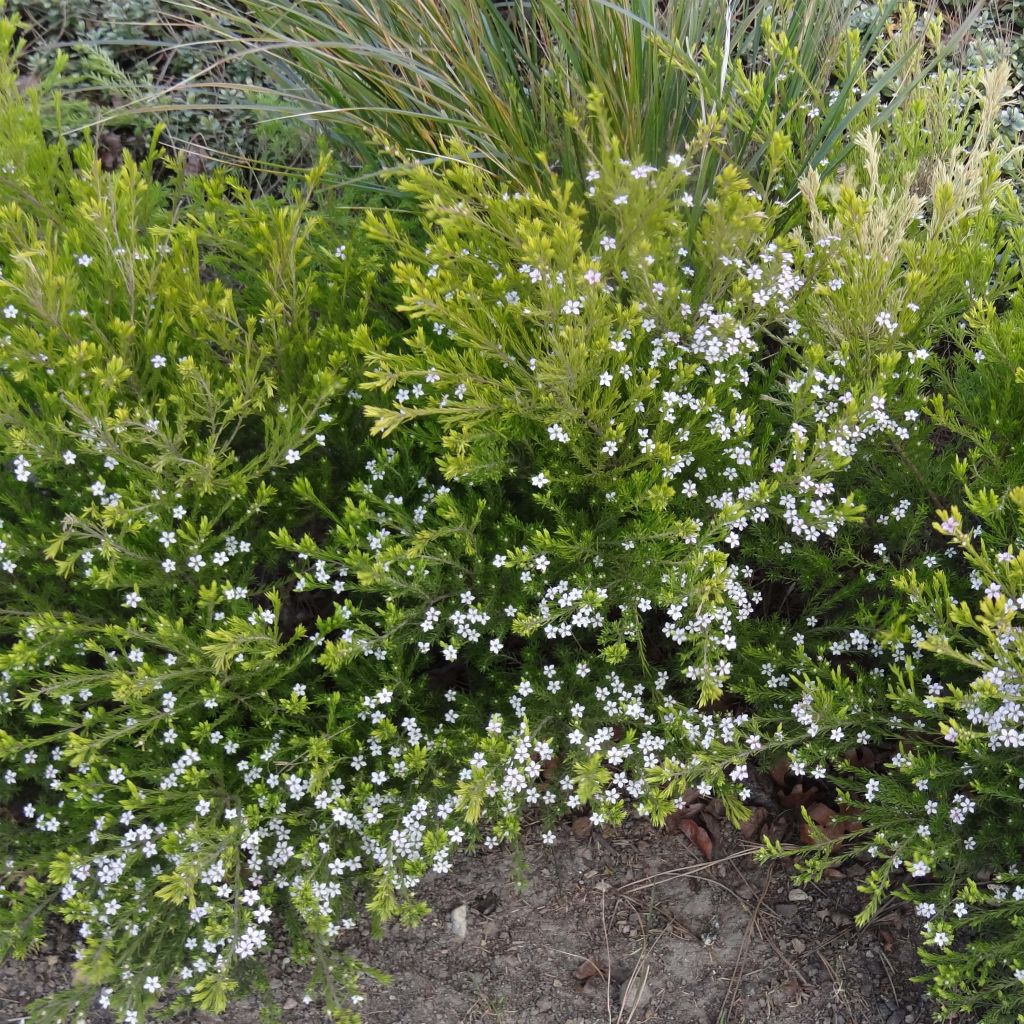 Diosma hirsuta Sunset Gold