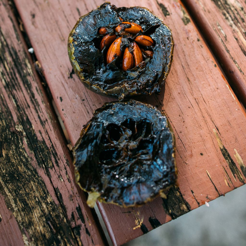 Diospyros digyna - Zapote nero