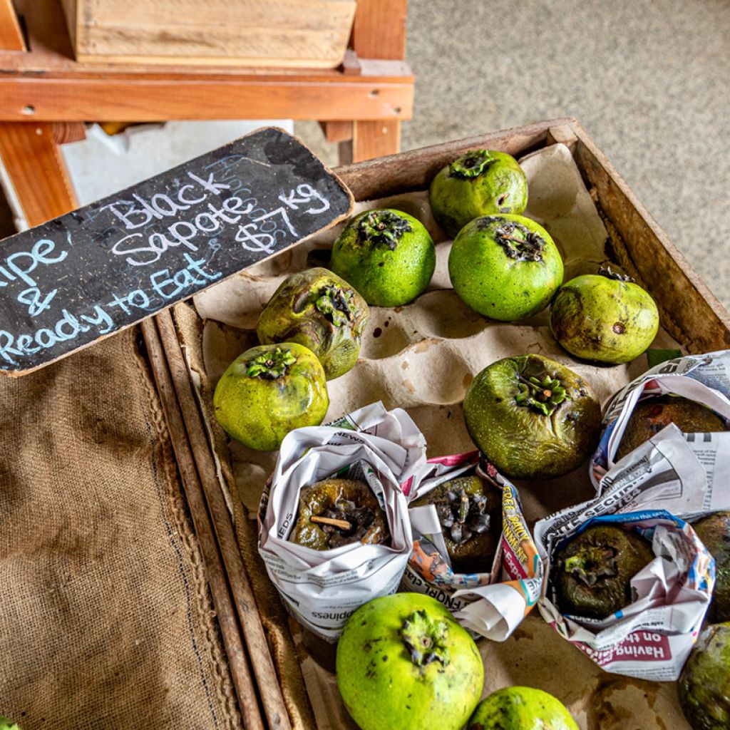 Diospyros digyna - Zapote nero