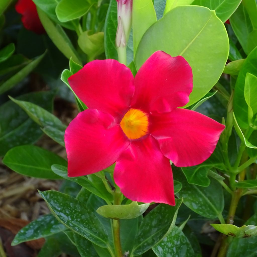 Dipladenia BELLA Compact Red