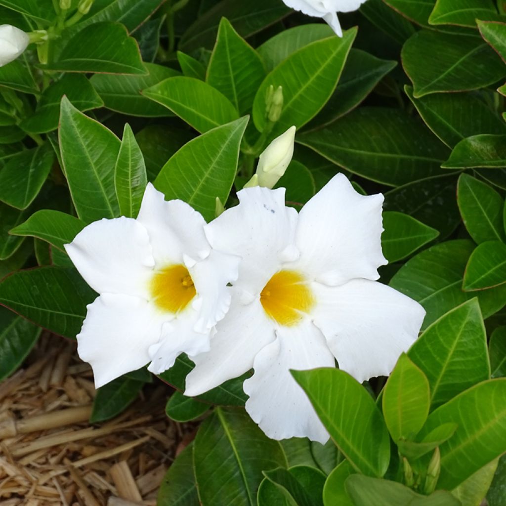 Dipladenia BELLA White