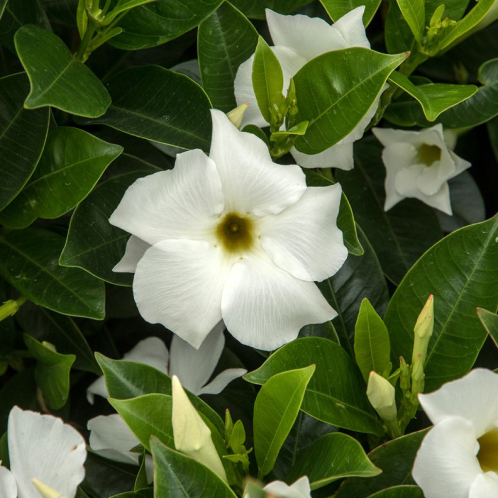 Dipladenia BELLA White