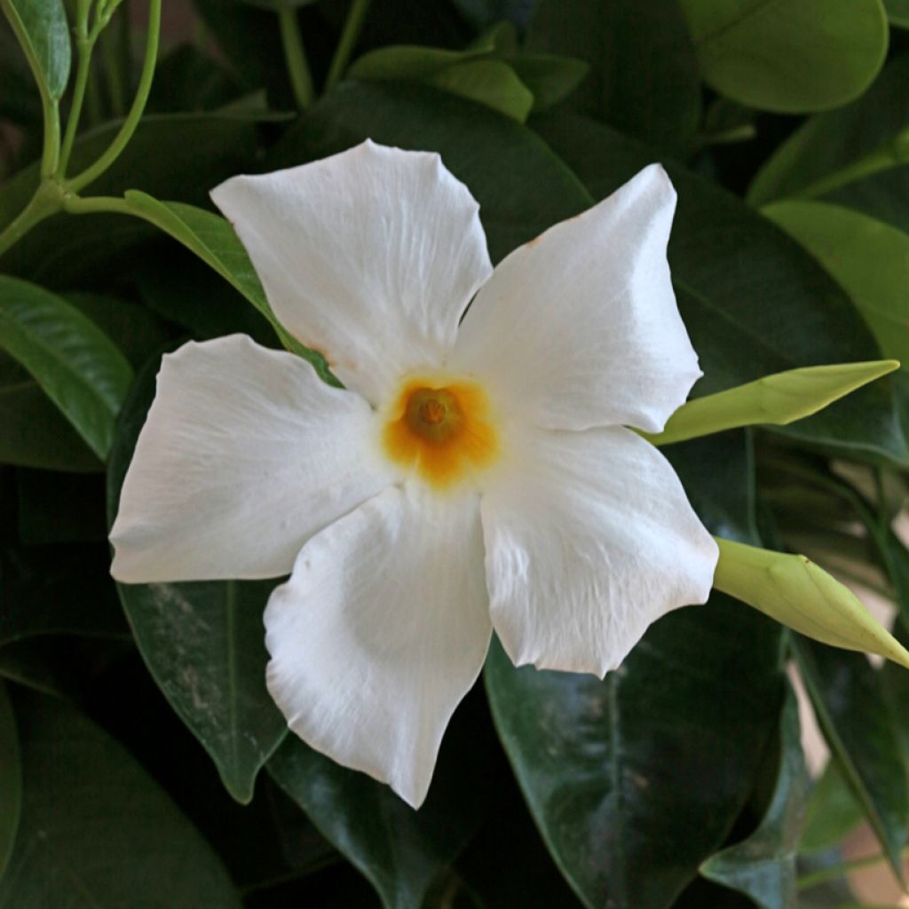 Dipladenia BELLA White