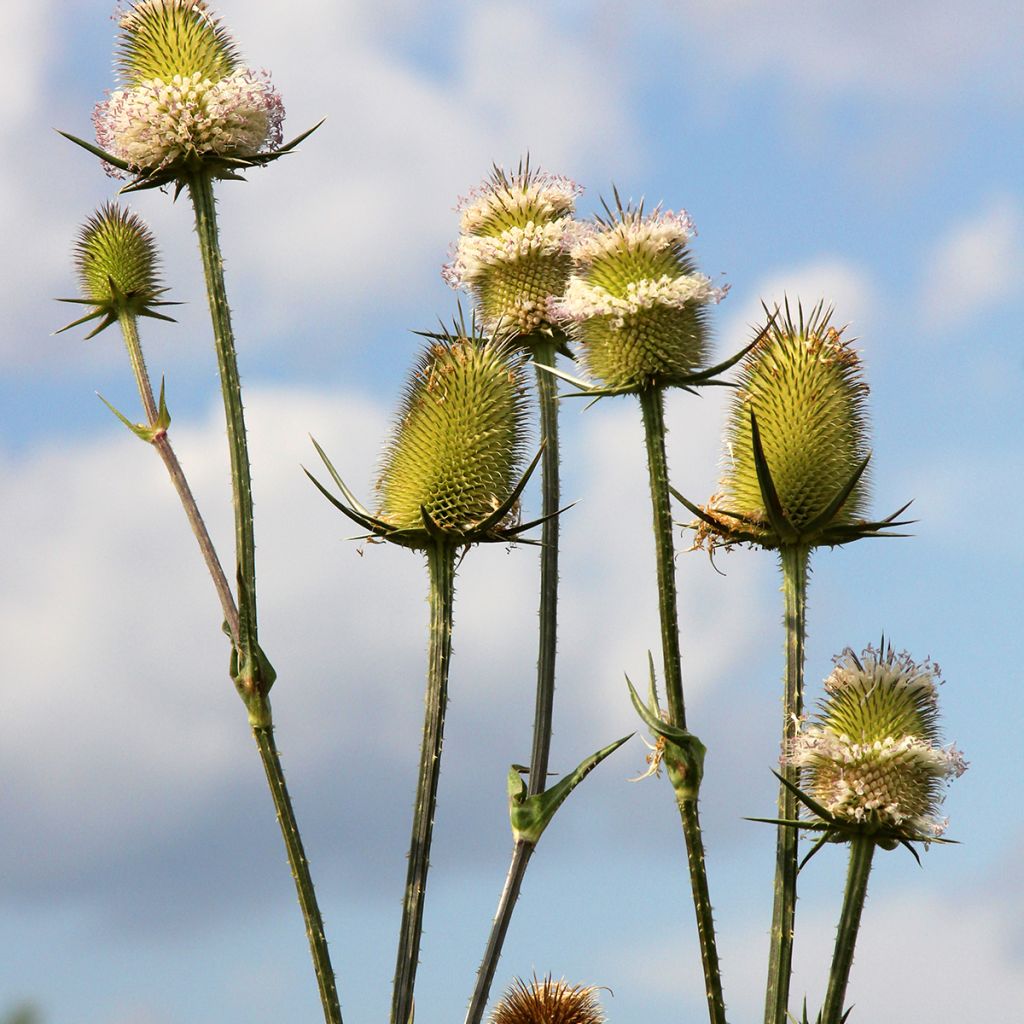 Dipsacus sylvestris BIO (semi) - Scardaccione selvatico