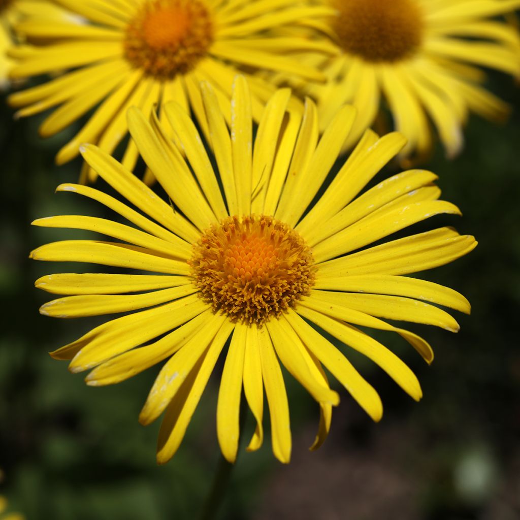 Doronicum orientale Magnificum - Doronico orientale