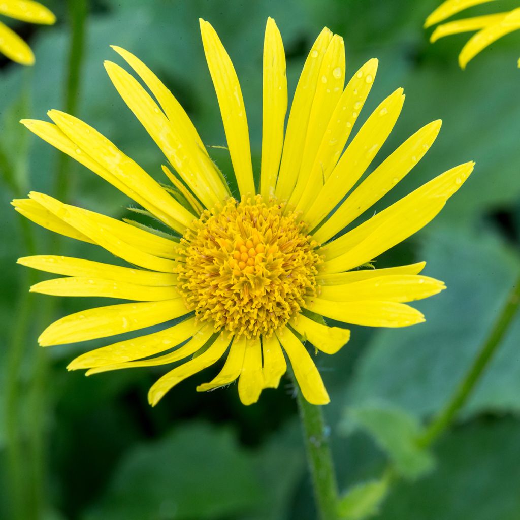 Doronicum orientale Magnificum - Doronico orientale