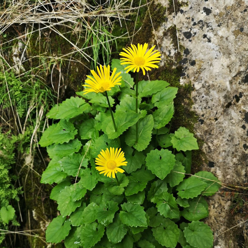 Doronicum plantagineum Excelsum - Doronico d'Ungheria