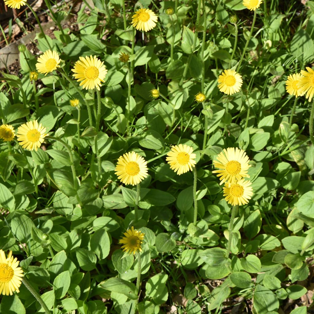 Doronicum plantagineum Excelsum - Doronico d'Ungheria
