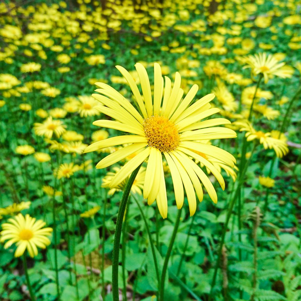 Doronicum plantagineum Excelsum - Doronico d'Ungheria