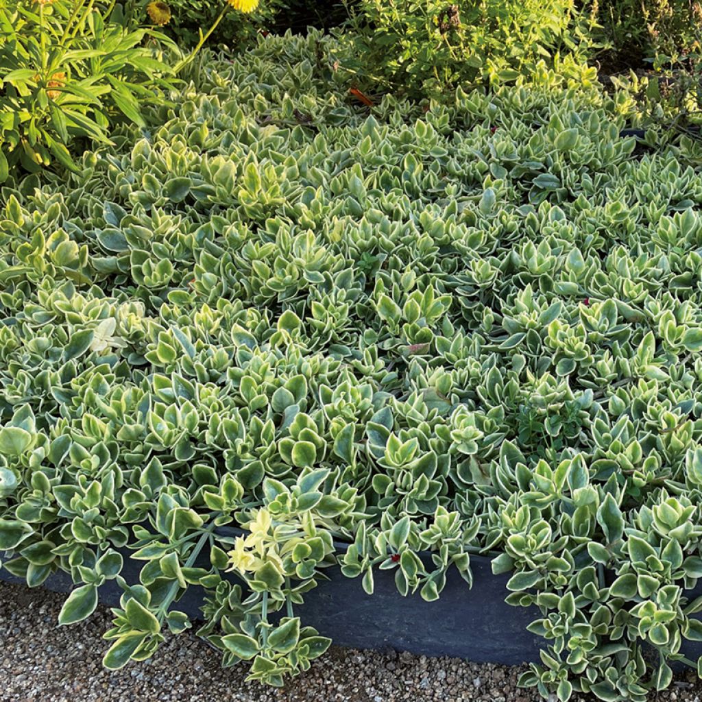 Mesembryanthemum Mezoo