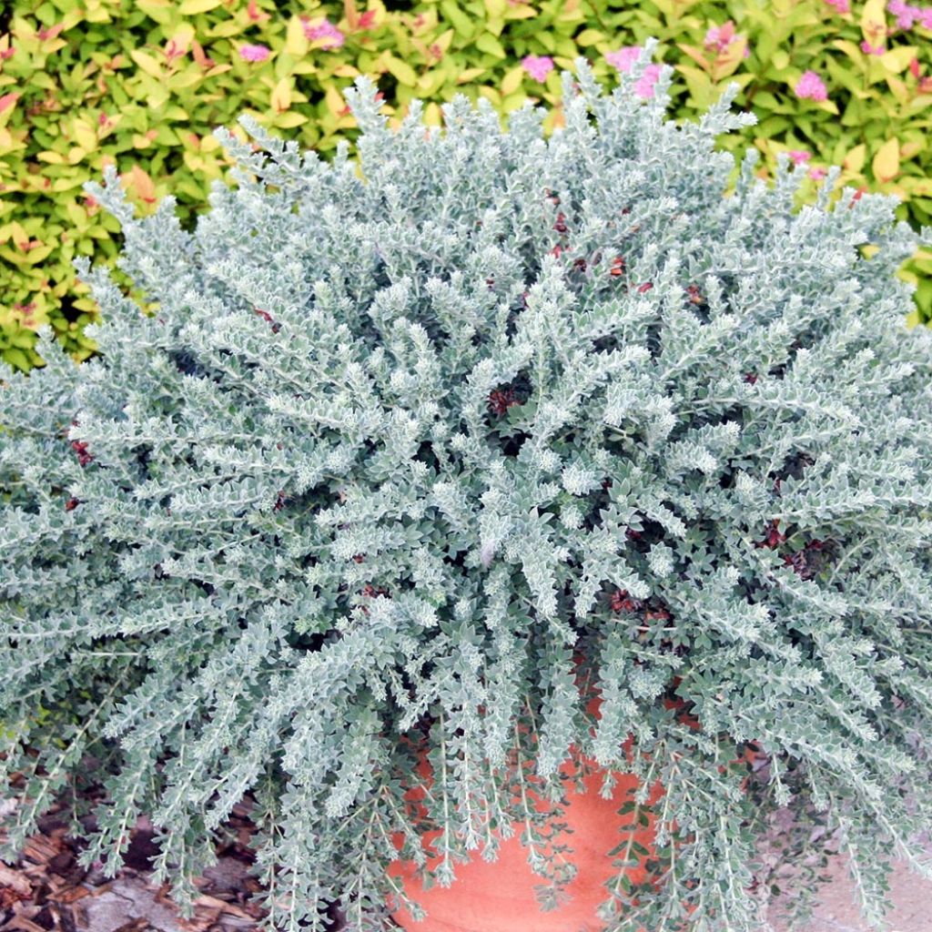 Dorycnium hirsutum Little Boy Blue