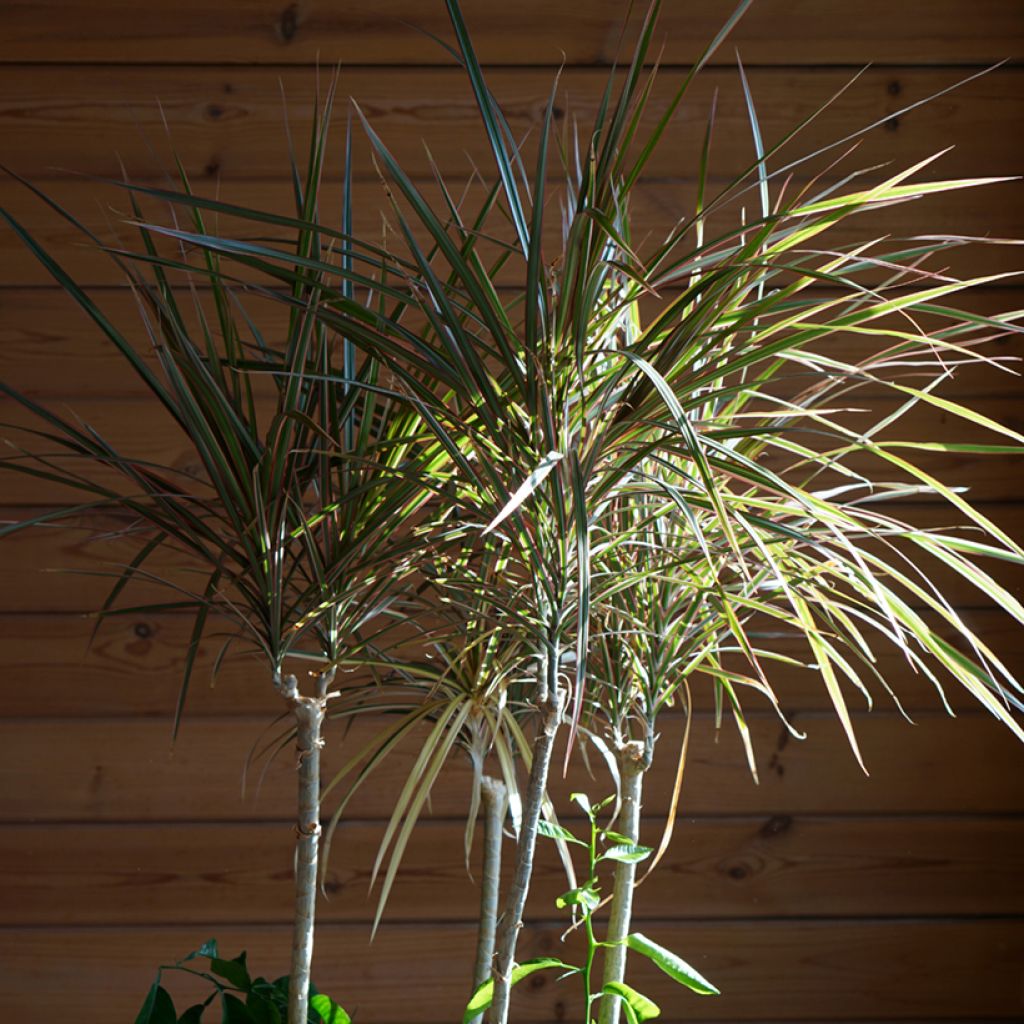 Dracaena Bicolor - Tronchetto della Felicità