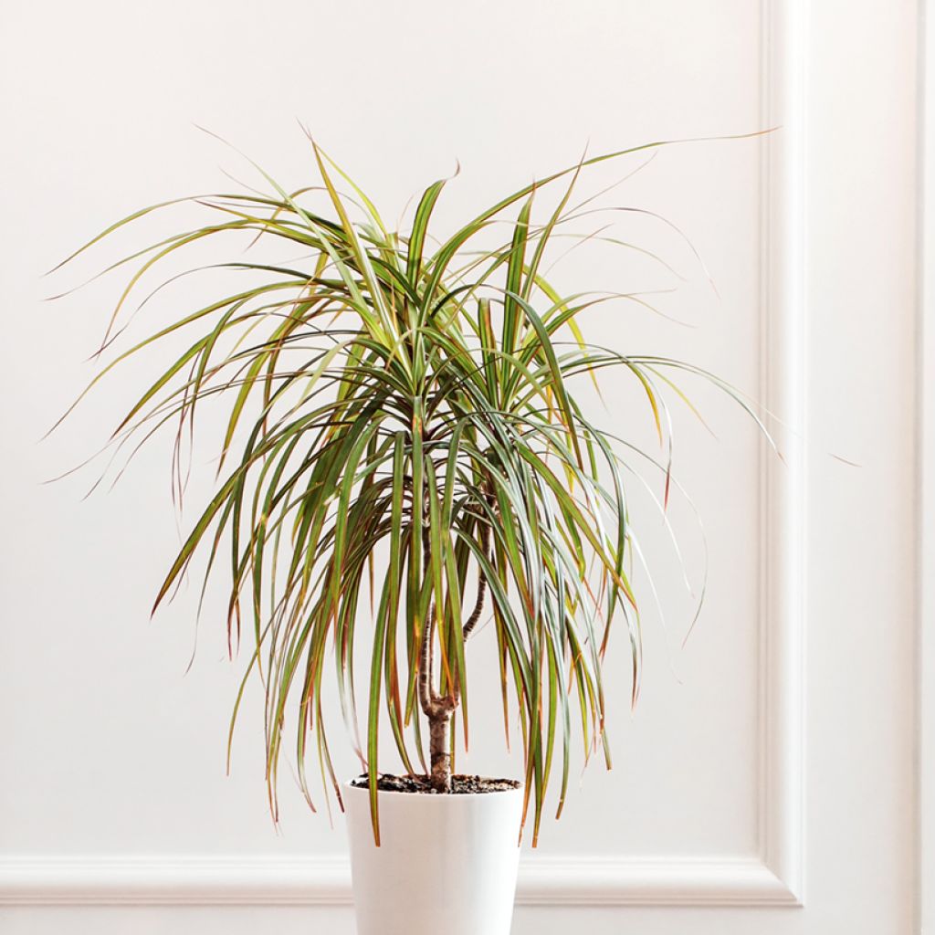 Dracaena Bicolor - Tronchetto della Felicità