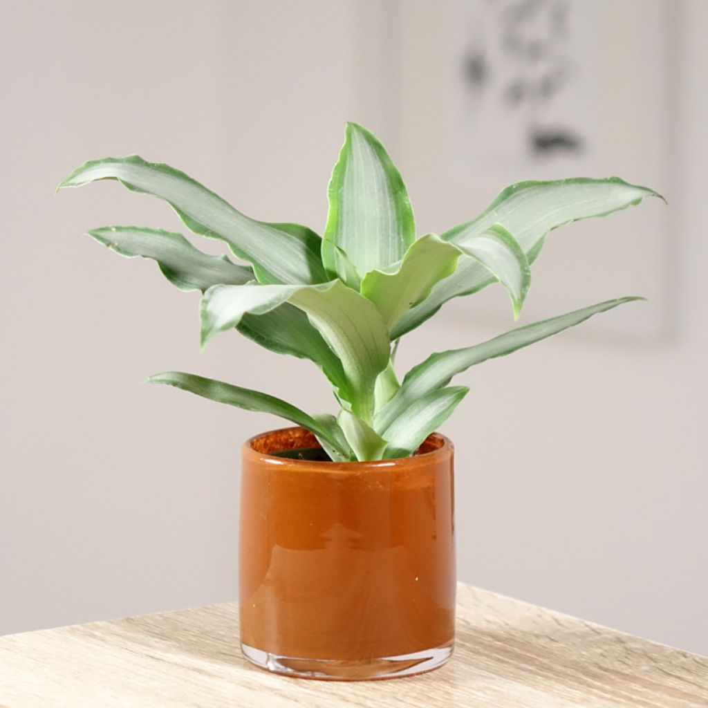 Dracaena Hawaii - Tronchetto della Felicità