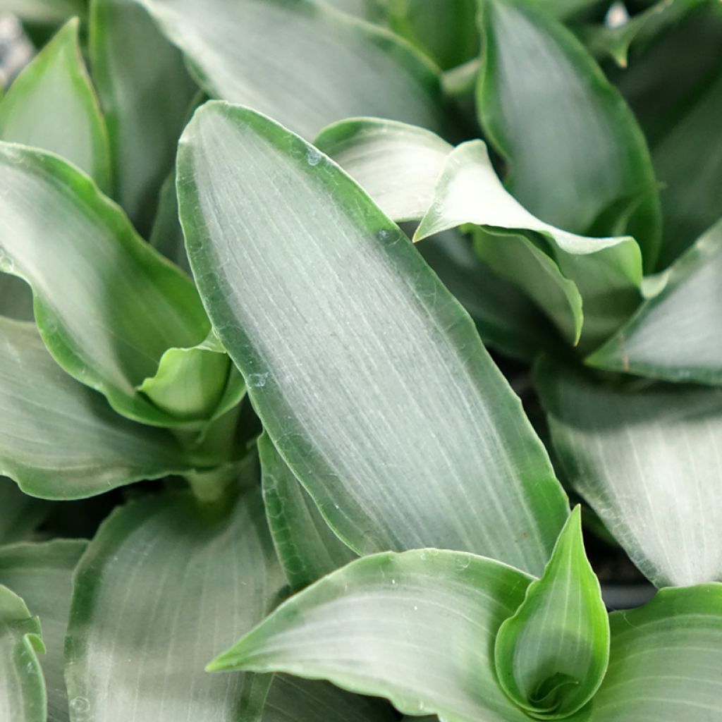 Dracaena Hawaii - Tronchetto della Felicità