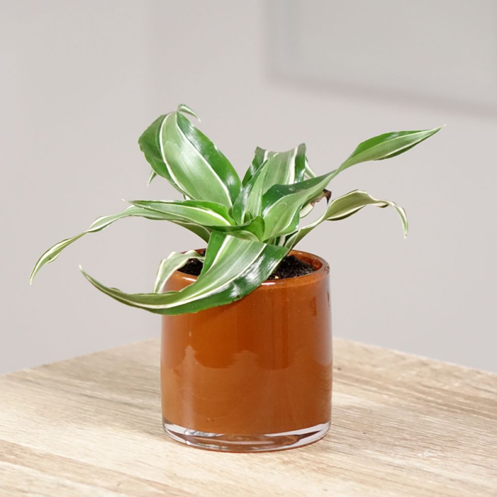 Dracaena Kanzi - Tronchetto della Felicità