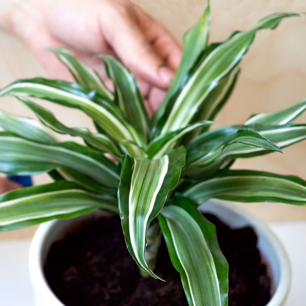 Dracaena Kanzi - Tronchetto della Felicità