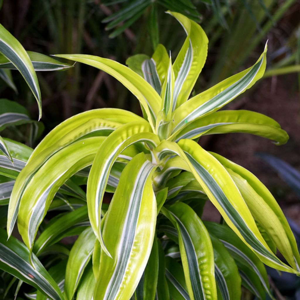 Dracaena Lemon Surprise - Tronchetto della Felicità