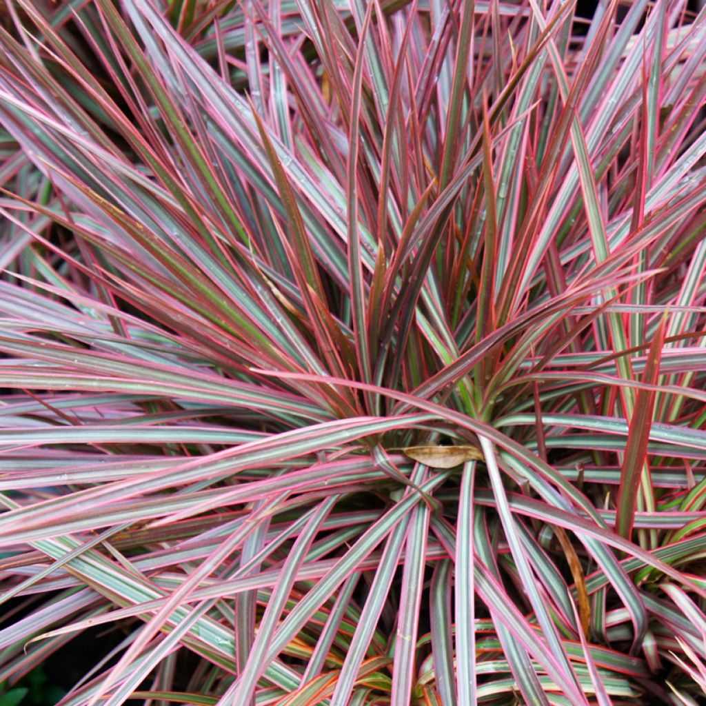 Dracaena Magenta - Tronchetto della Felicità