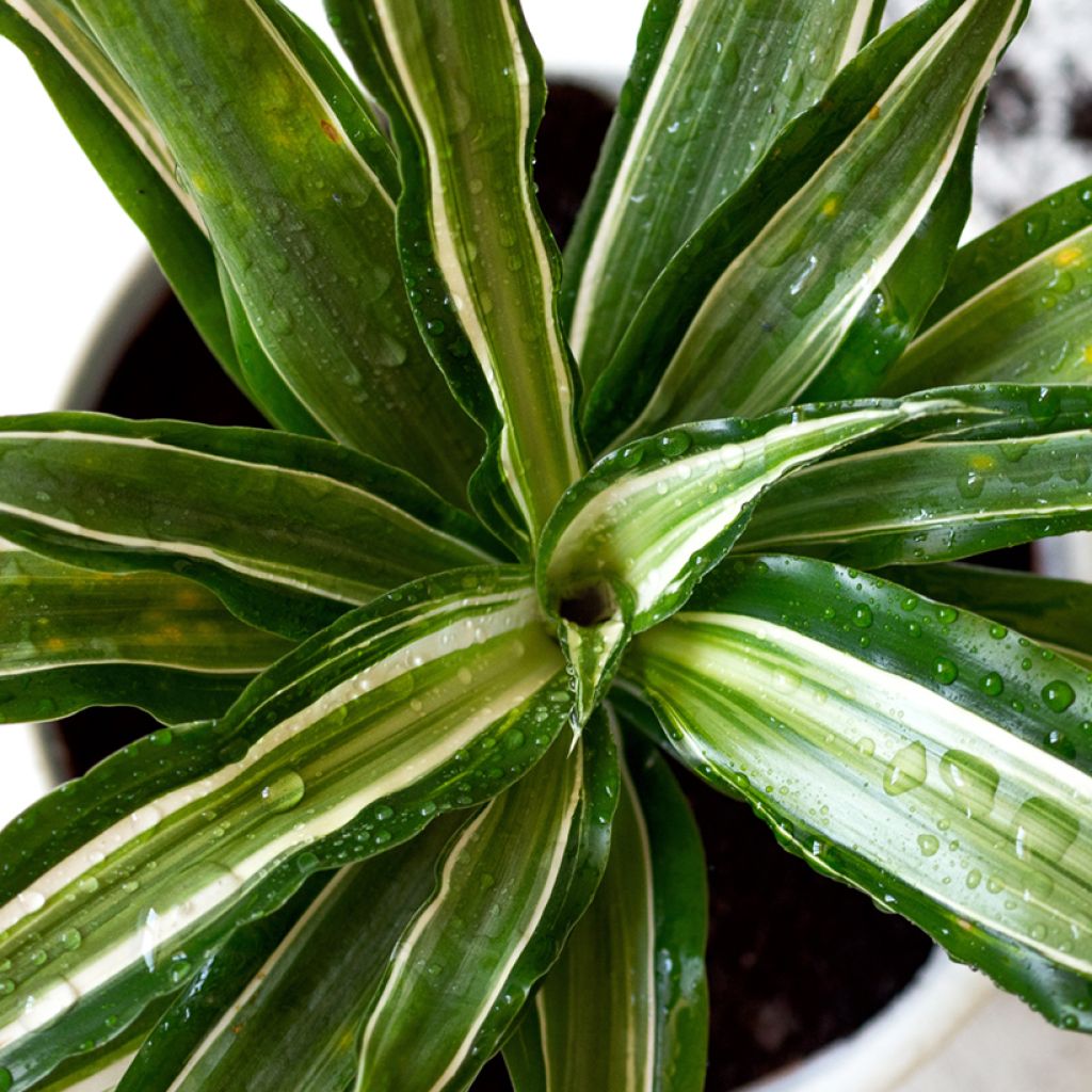 Dracaena Malaika - Tronchetto della Felicità