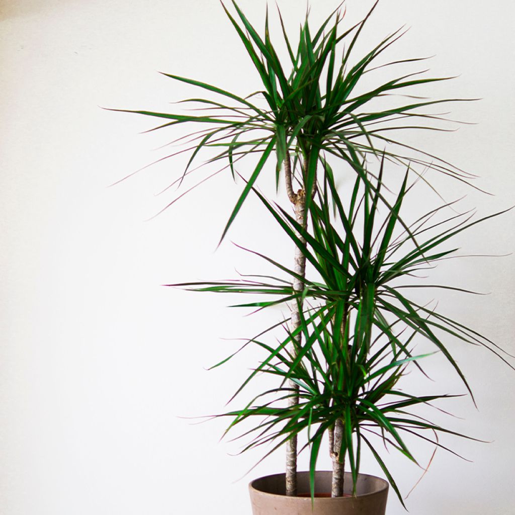 Dracaena marginata - Tronchetto della Felicità