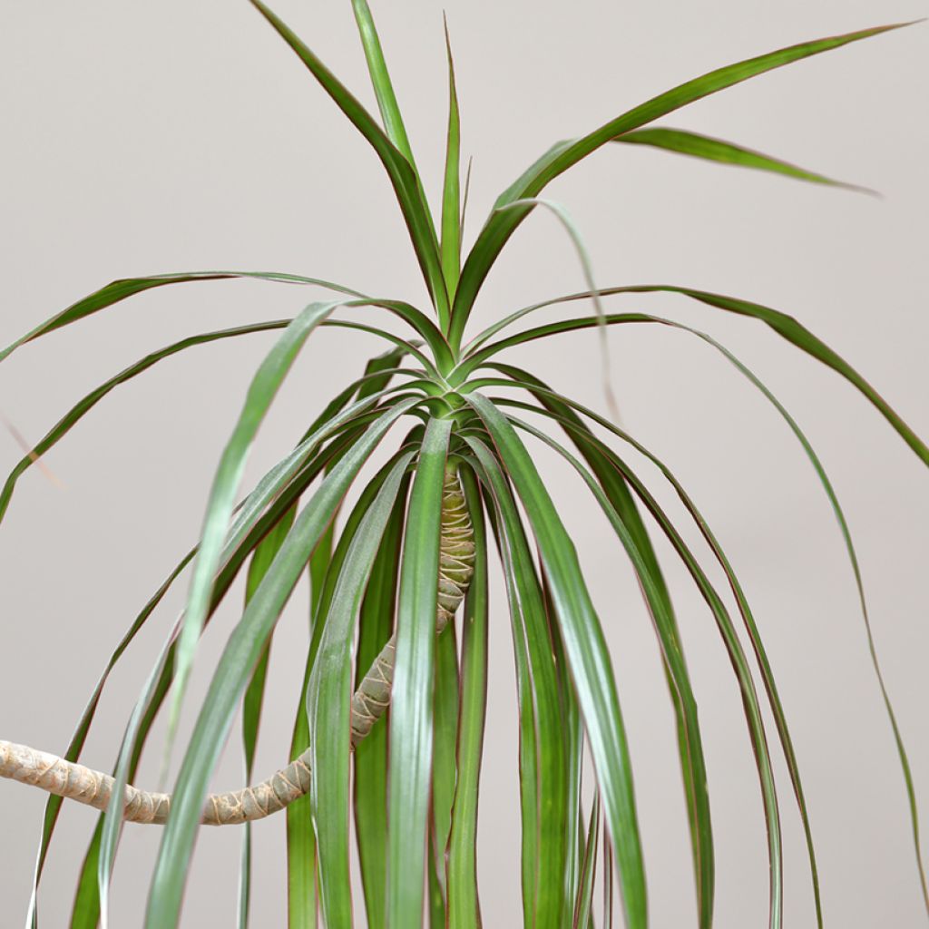 Dracaena marginata - Tronchetto della Felicità