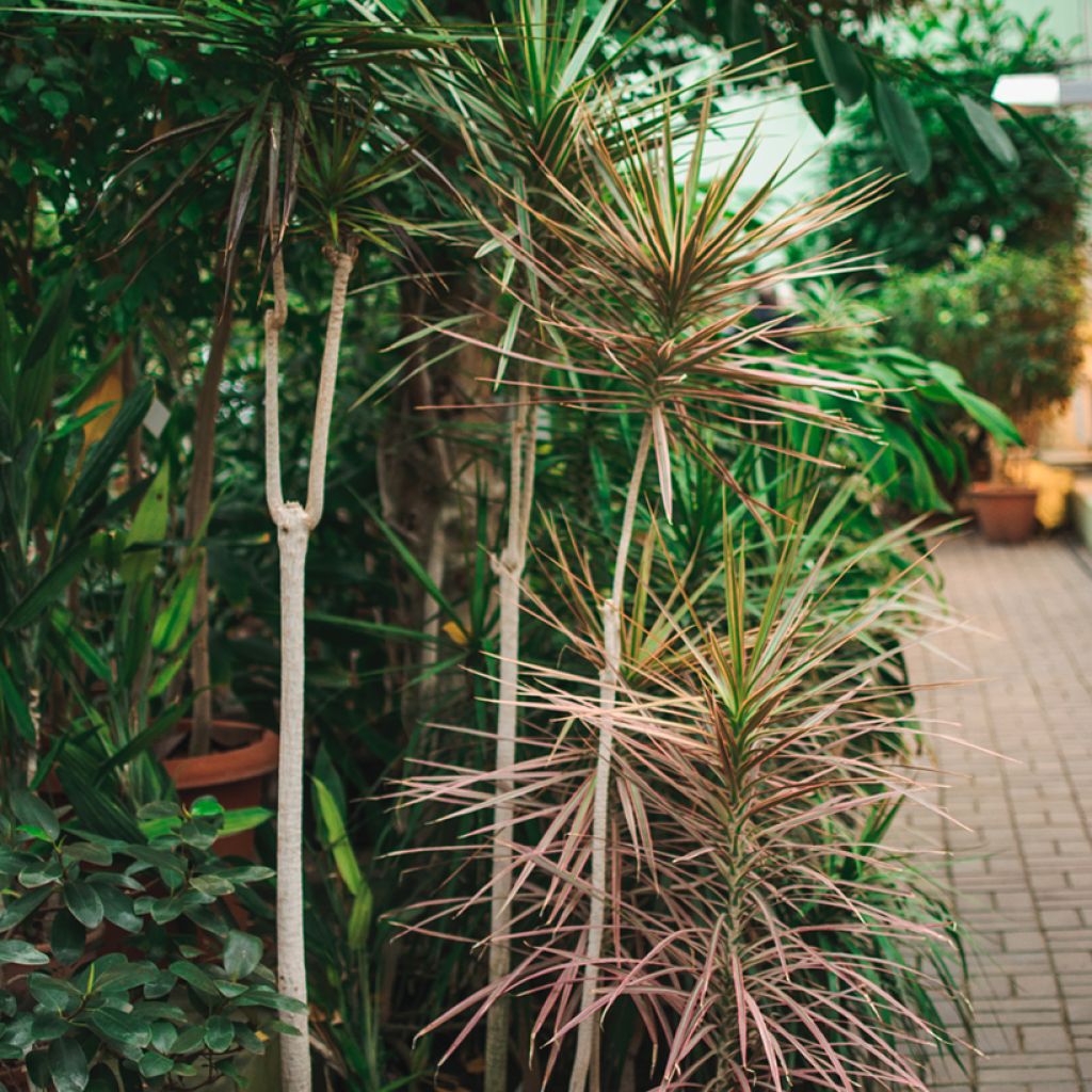 Dracaena marginata - Tronchetto della Felicità