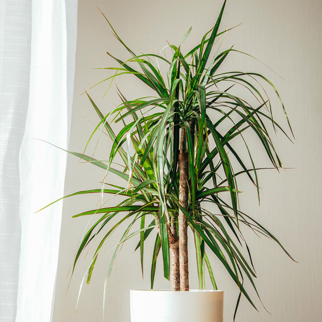 Dracaena marginata - Tronchetto della Felicità
