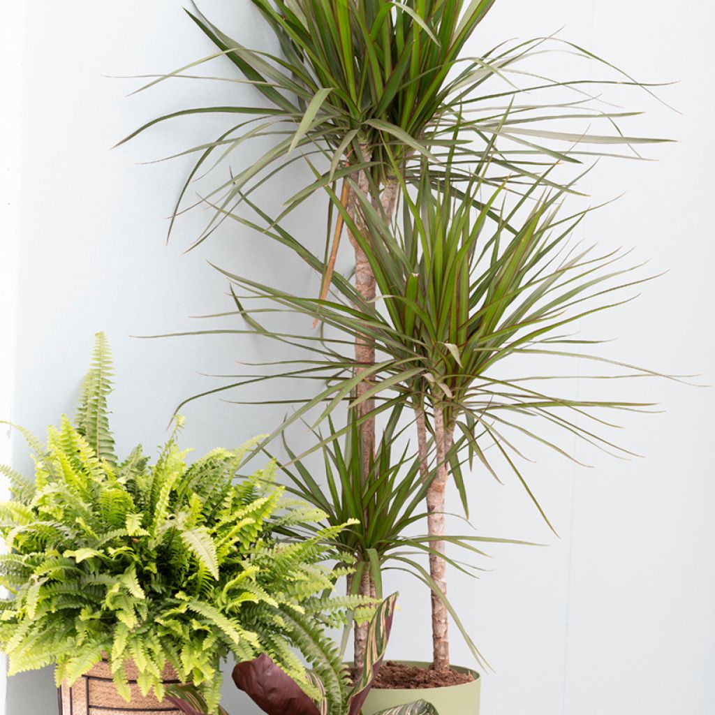 Dracaena marginata - Tronchetto della Felicità