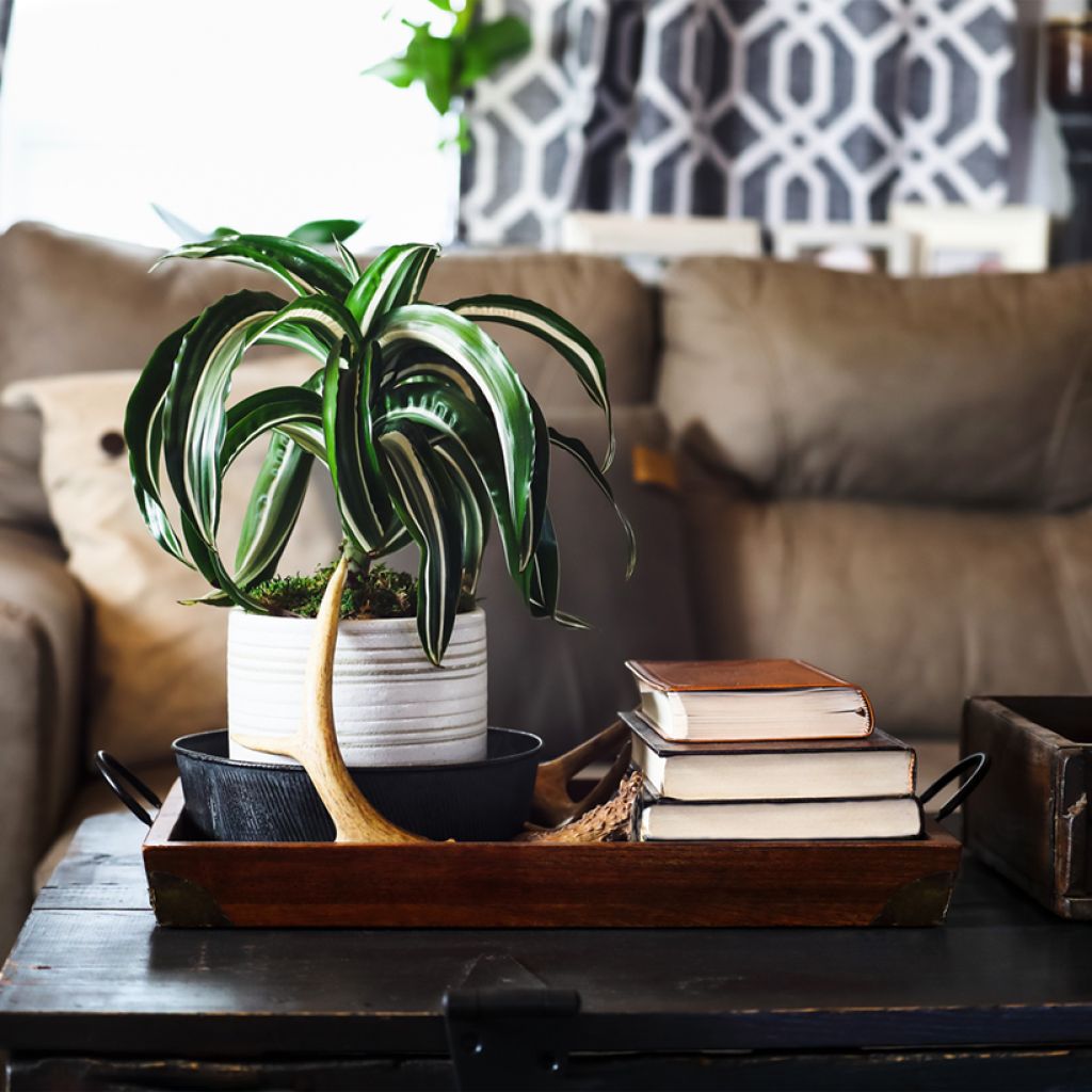 Dracaena White Jewel - Tronchetto della Felicità