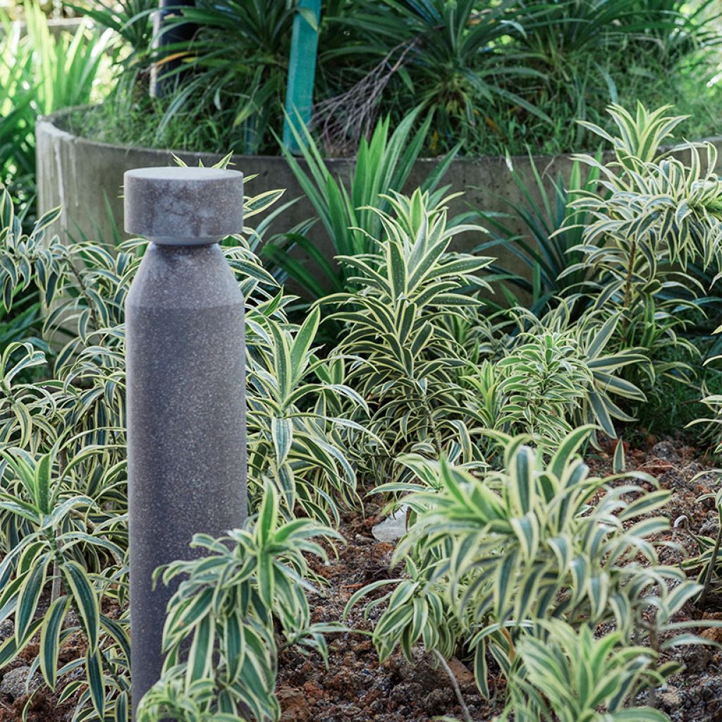 Dracaena White Jewel - Tronchetto della Felicità