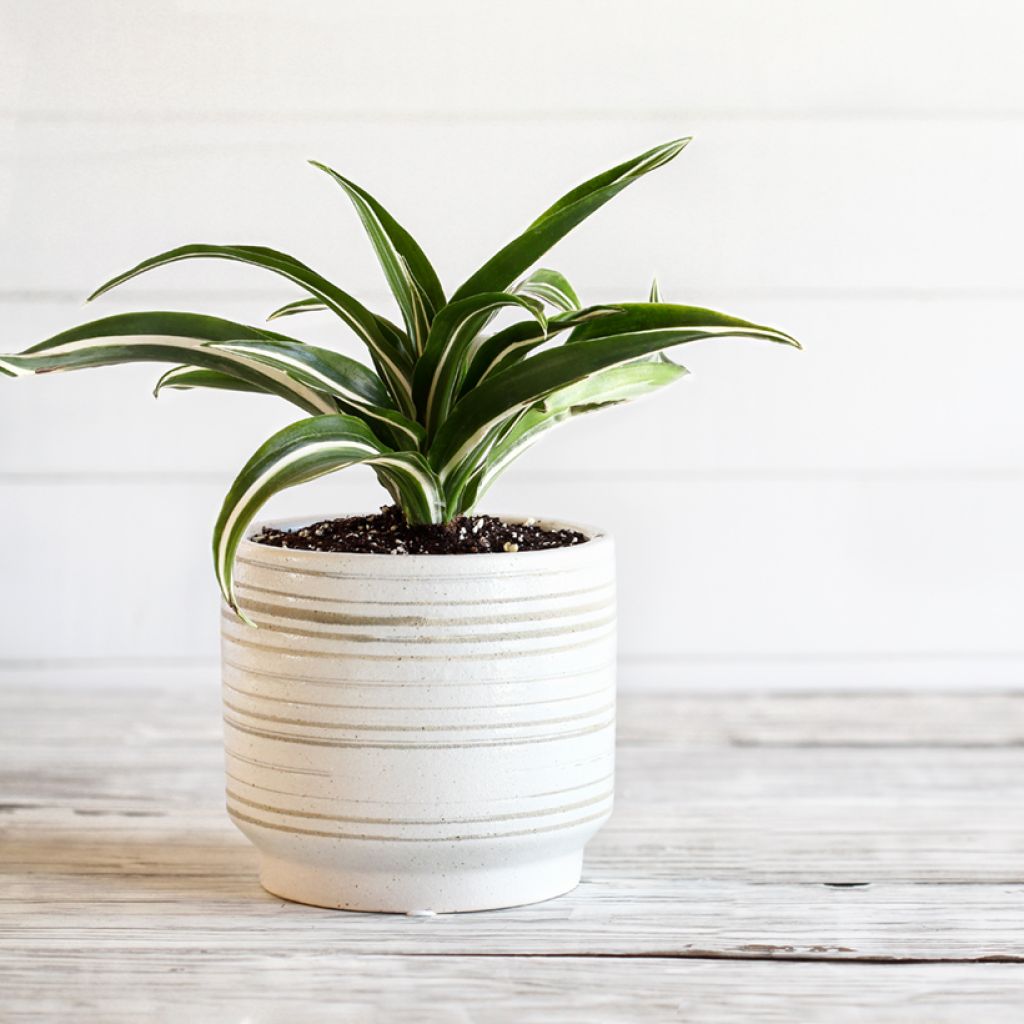 Dracaena White Jewel - Tronchetto della Felicità