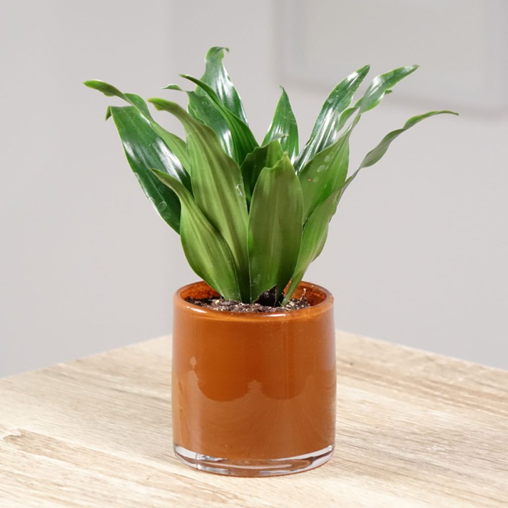 Dracaena Janet Craig - Tronchetto della Felicità