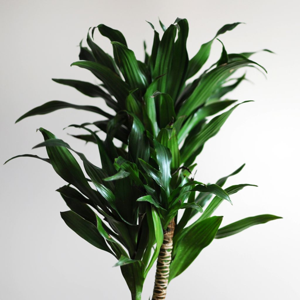 Dracaena Janet Craig - Tronchetto della Felicità