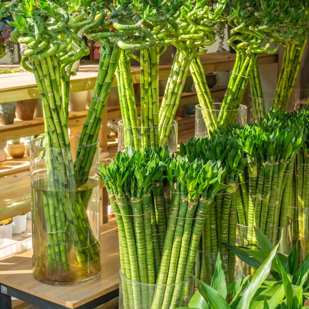 Dracaena sanderiana - Lucky bamboo