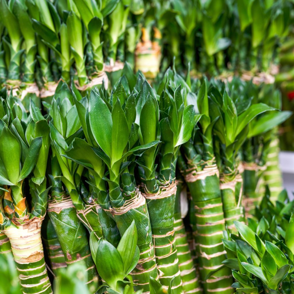 Dracaena sanderiana - Lucky bamboo