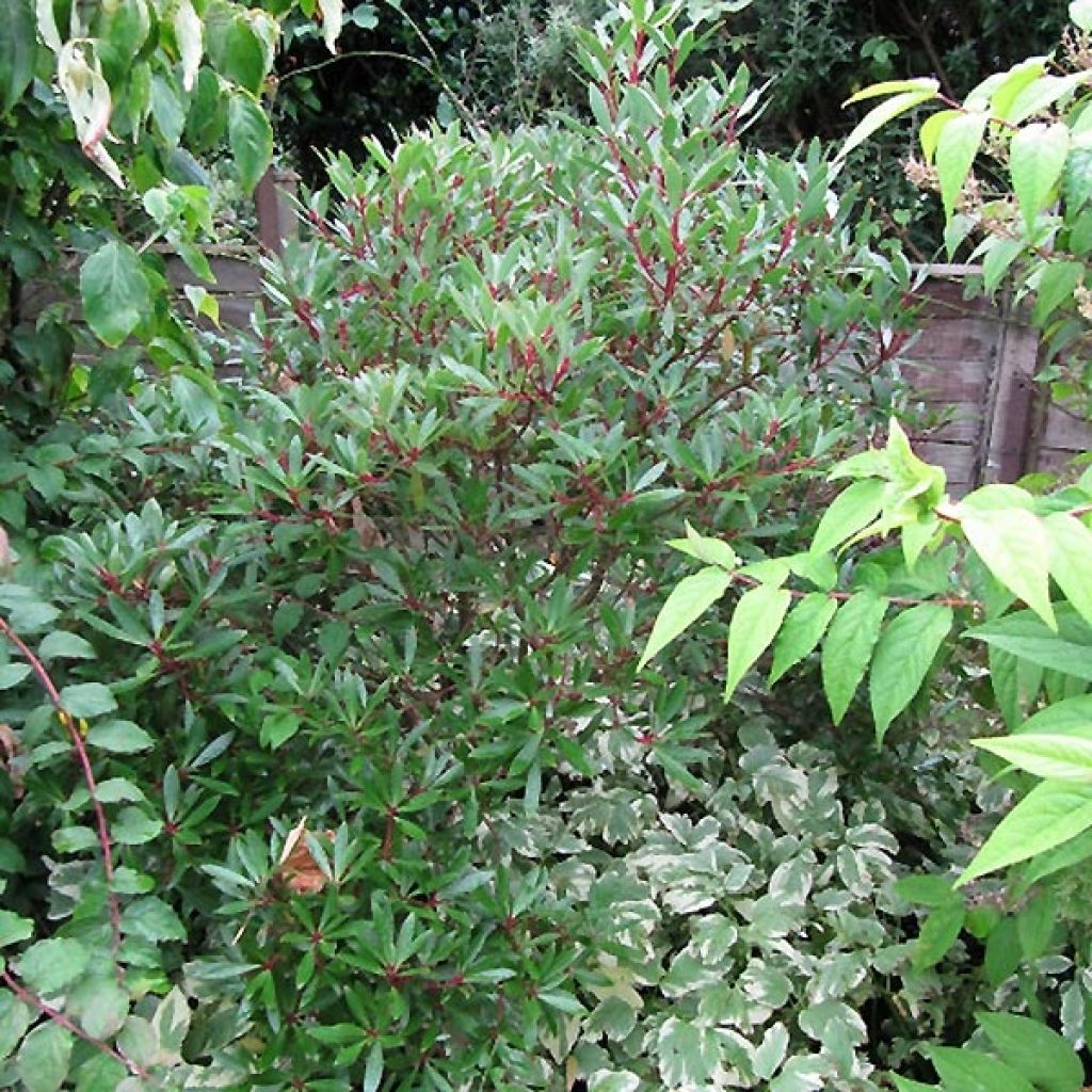 Drimys aromatica Red Spice